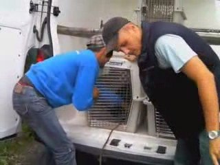 Mouroux : saisie de 11 chiens dans un chenil illégal