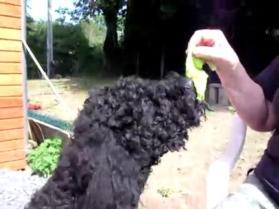 Brindille la barbette herbivore