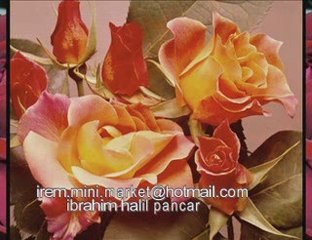 bırakın gitsin-ibrahim halil pancar