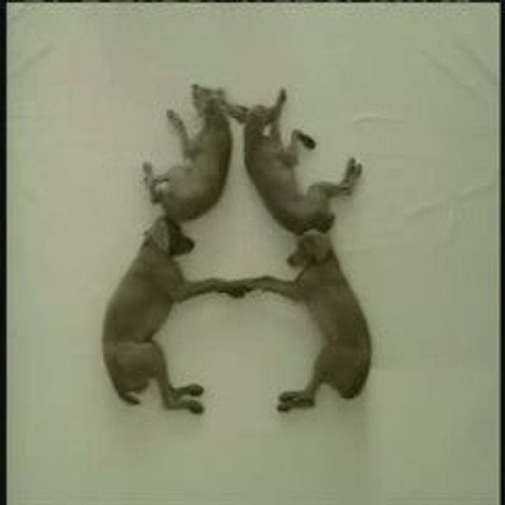 Wegman, Sesame Street - Weimaraners make the letter A