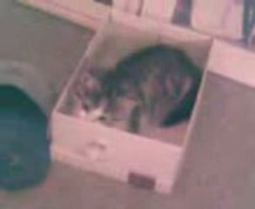 titi in the box