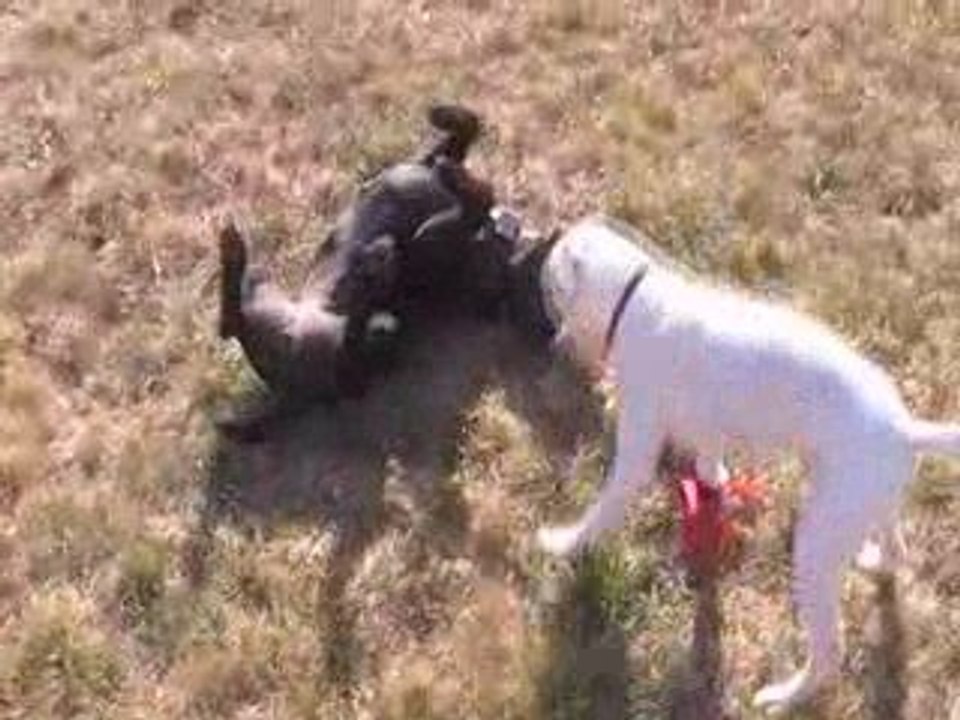 Jeux des staffies