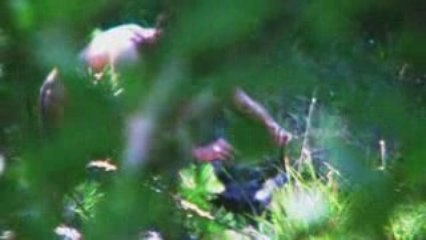 Krystal-Rap De Porcs