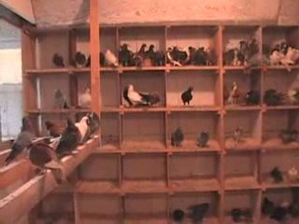 Pigeon Pal's Daily Racing Club 53 New Racers