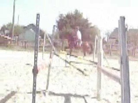 Quazac au travail au Haras d'Angrie