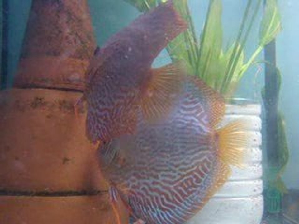 couple mika / snake ponte