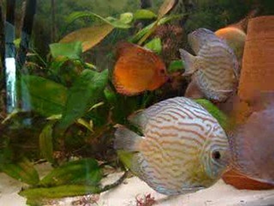 bac d'ensemble discus 2