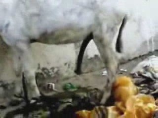 البابا شنوده وقراءة الكتاب المقدس في الاماكن العامه