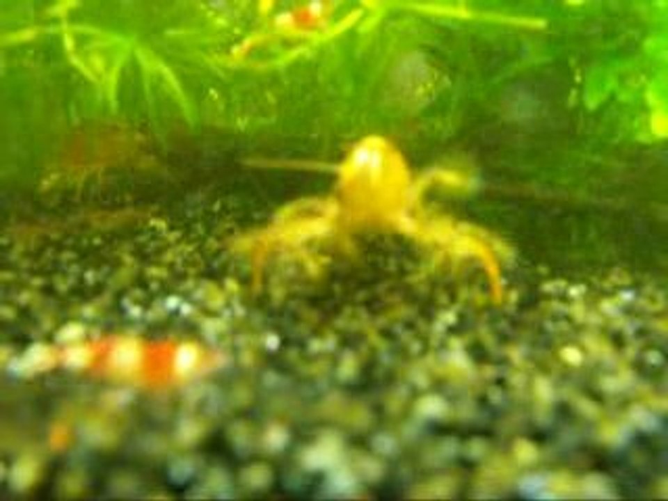 bal de crevettes filtreuses