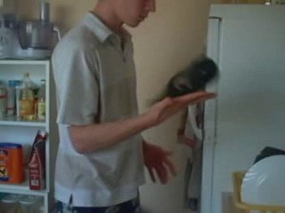 My normal day tricks