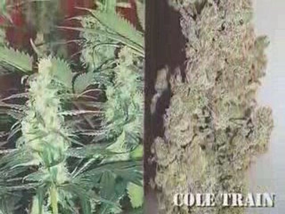 High Times Top 10 Strains