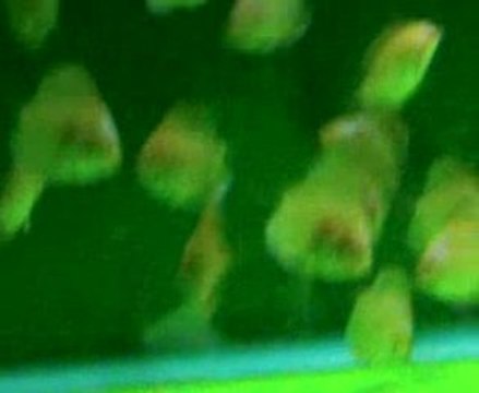 diamond kelebek yavruları 51 gunlık oldular