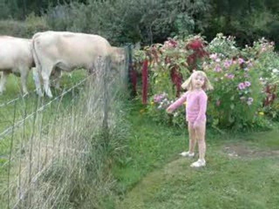 Clara et les vaches