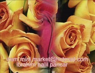 dargınım-ibrahim halil pancar