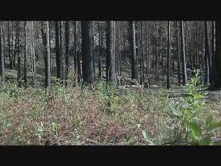 incendie des forets TERRA  Disturbance PART ONE