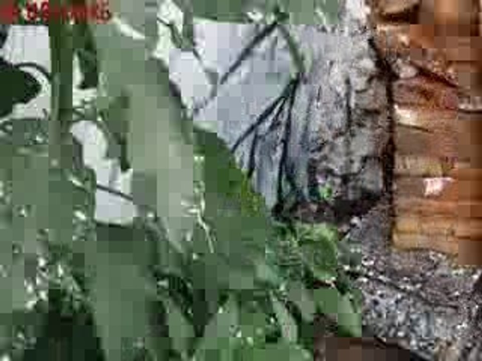 Buenos