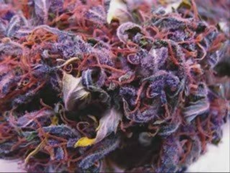 Purple Kush Collection