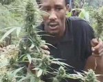 Jamaican Weed Garden