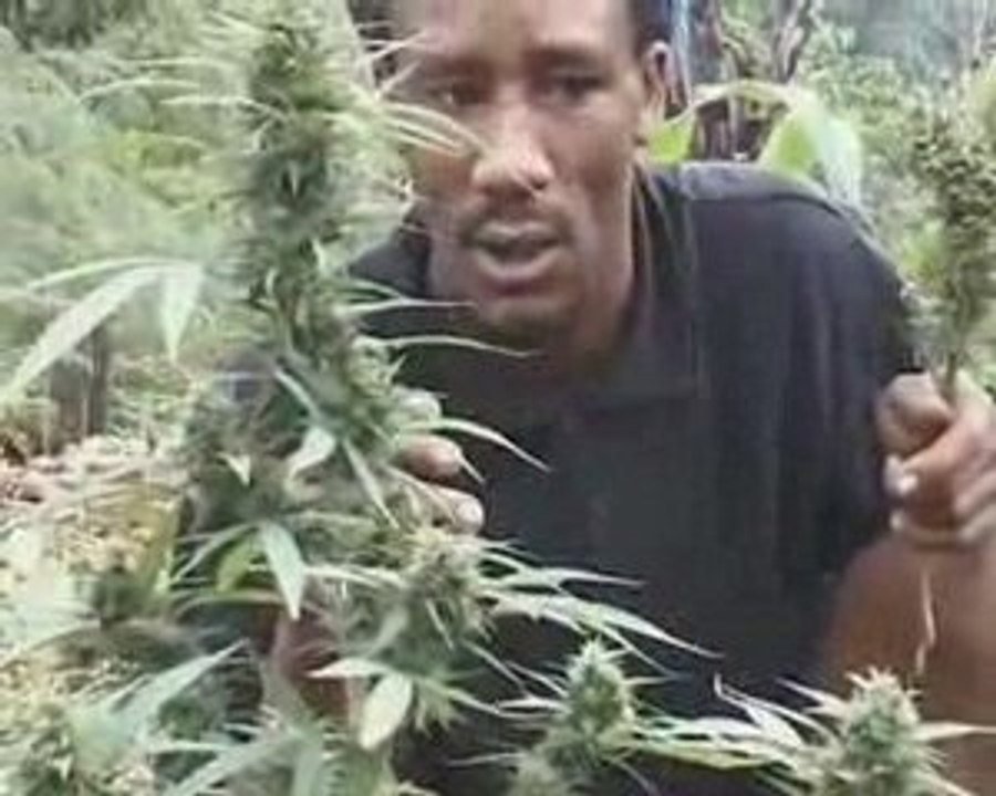Jamaican Weed Garden