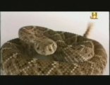 Inmunidad al veneno: Ardilla -vs- serpiente de cascabel