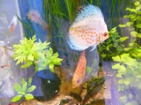 repas discus , suite