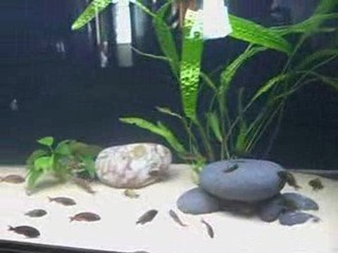 Tropheus Chipimbi&İkola