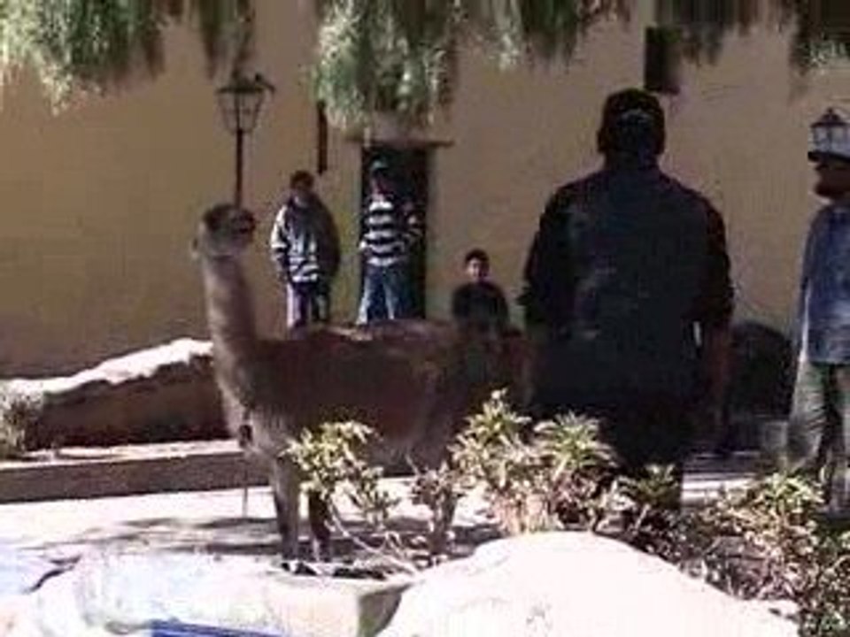 Un lama dans la ville, Argentine