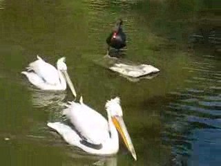 Zoo Branféré : pélicans