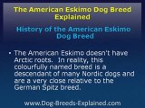 American Eskimo Dog Breed Explained