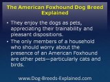 American Foxhound Dog Breed Explained