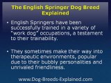 English Springer Dog Breed Explained