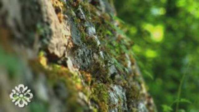 Le Désert de Retz, Jardin des Lumières