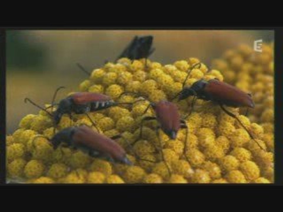 Le monde merveilleux des insectes 2/3