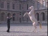 L'homme et le cheval, une relation millénaire