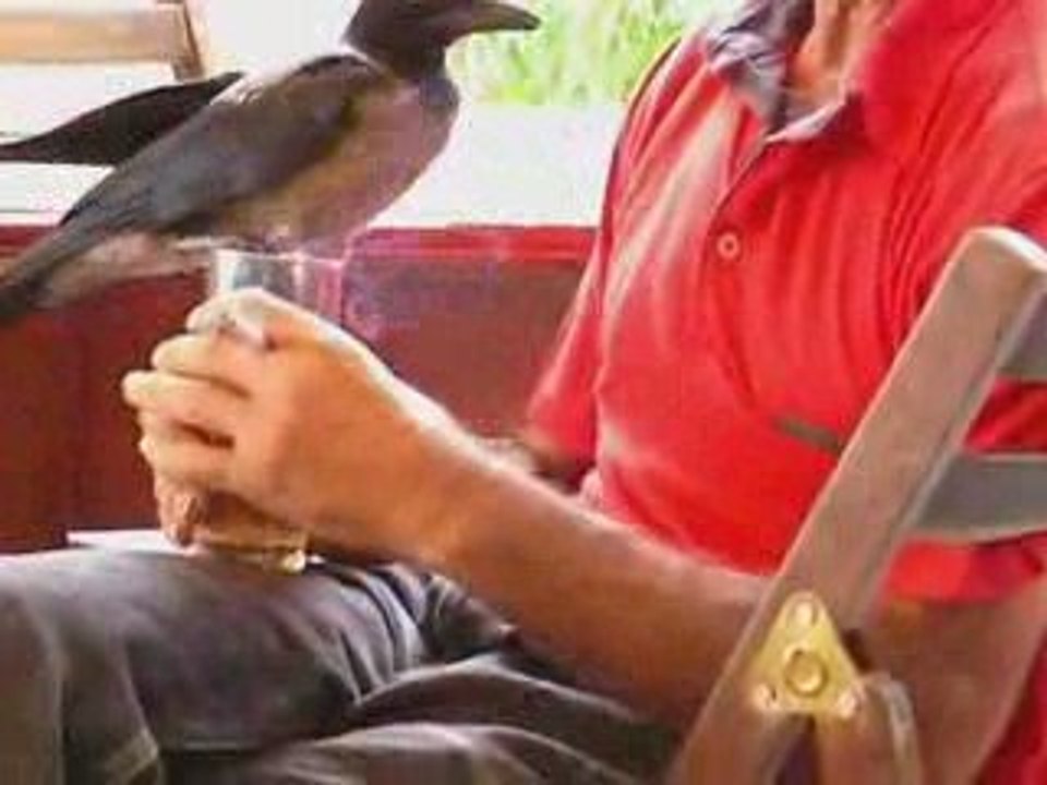 Bartın alkolik karga