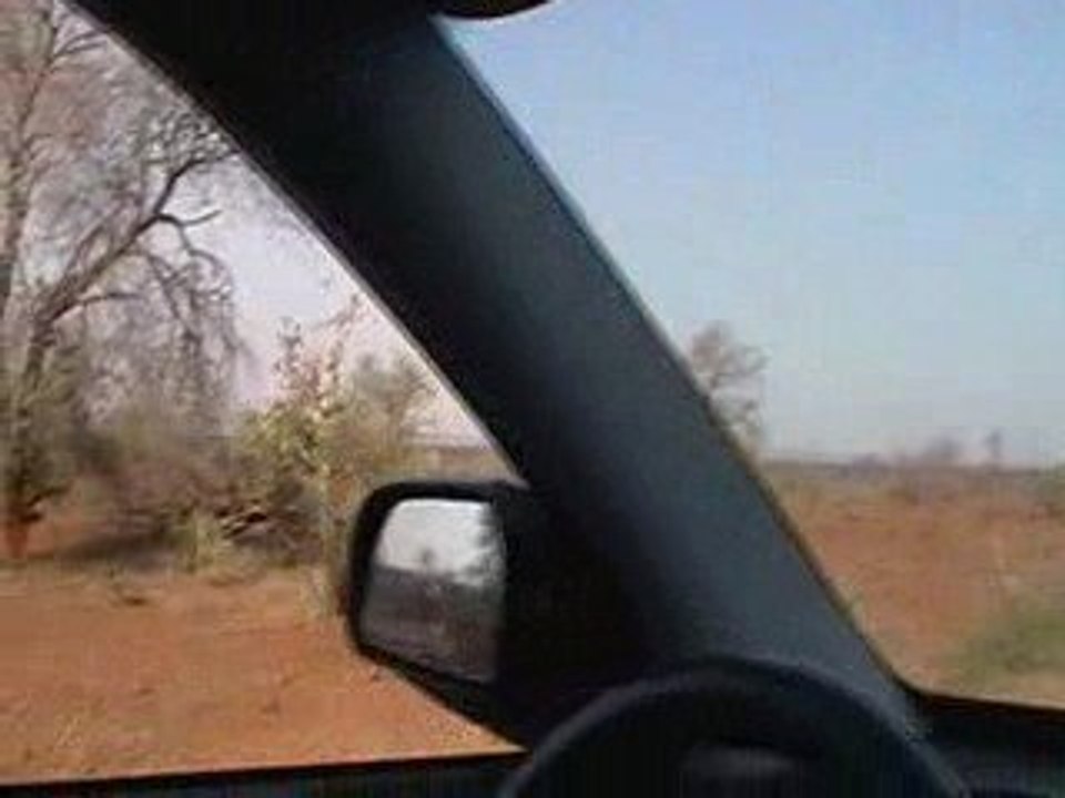 Girafes
