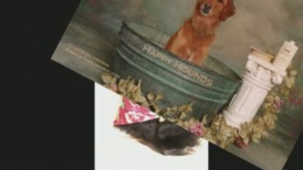 Adorable Dogs, Striking Photography by Bo - Longmont, CO