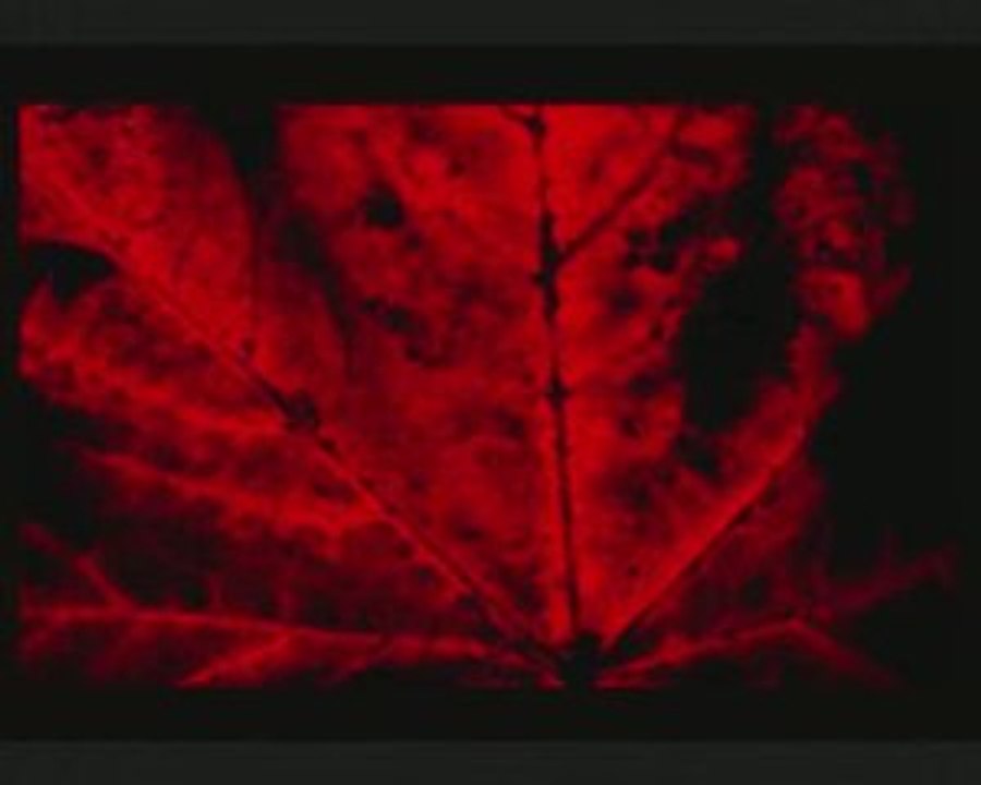 Aylardan Eylül Bir Ayrılık Mektubu (09.09.2009)