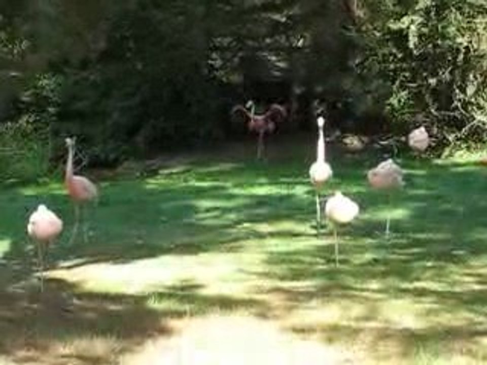 Zoo Branféré : flamands roses