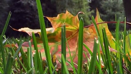 Autumn Park. Осенний парк