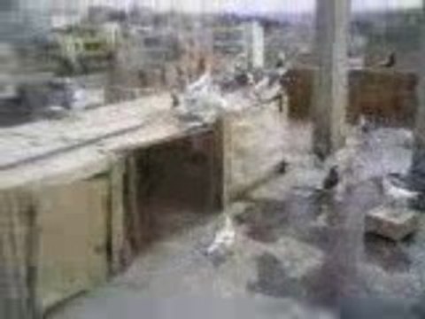 Şanlıurfadan Galip Beyin karışma kuşları