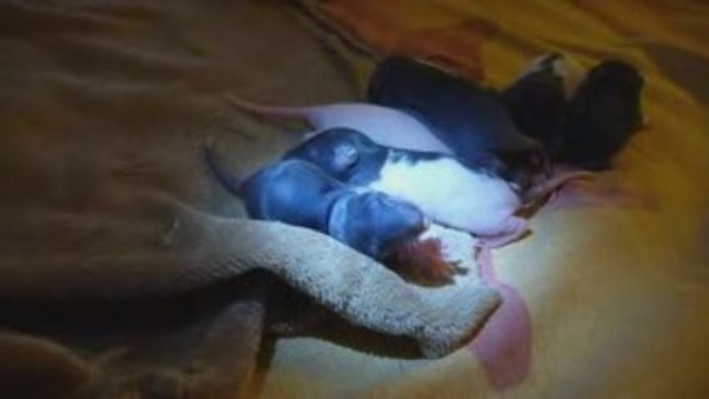 Bébés ratons, petits lardons