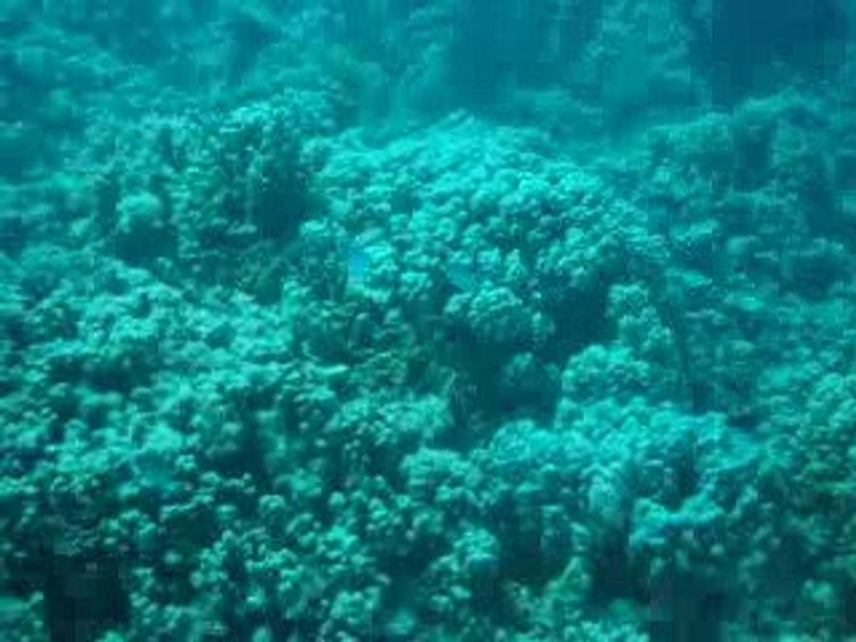 MOV00733
