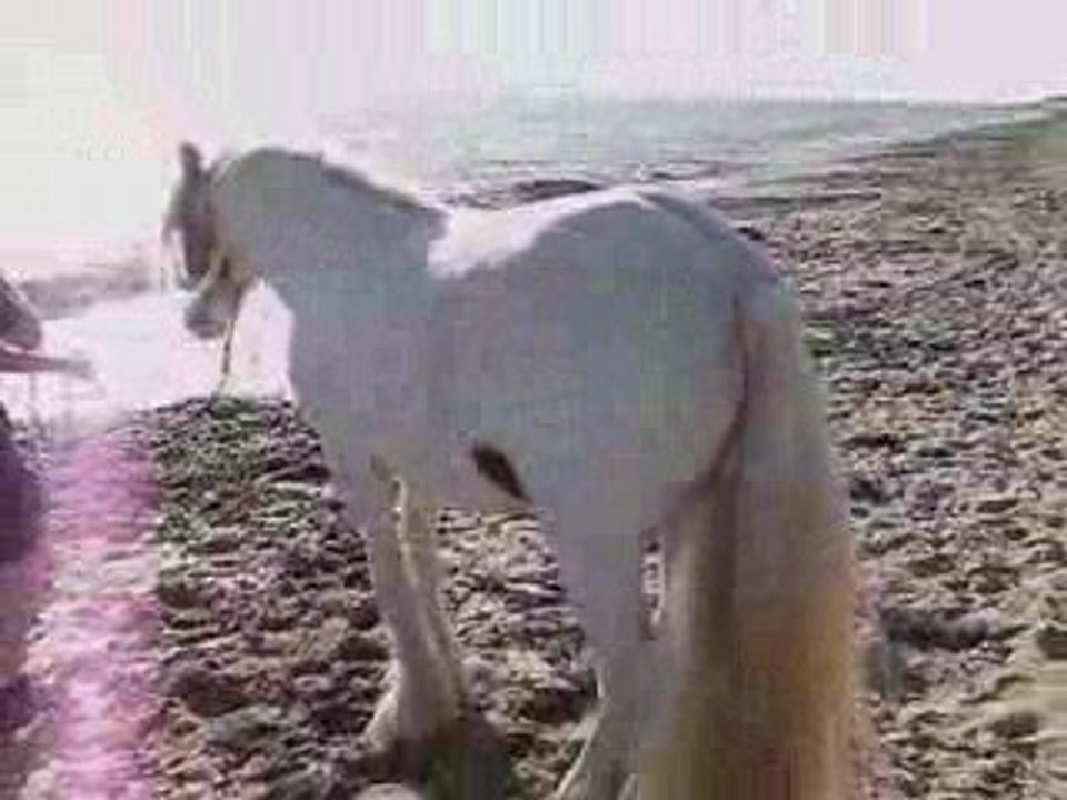 Snoopy la plage : 1er bain de mer