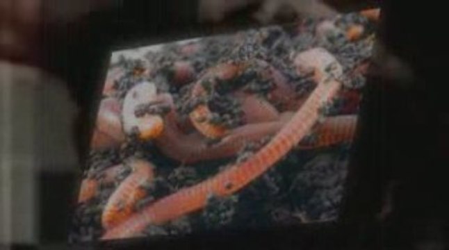 Composting Worms is Easy!