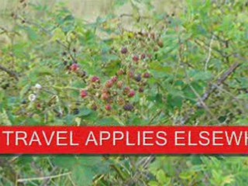 HOW TO CLEAR INVASIVE BLACKBERRY BUSHES $60~ N.VANCOUVER