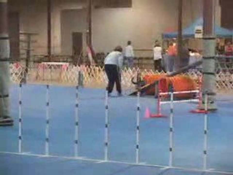 Fusion the Malinois Agility Run in AKC Open
