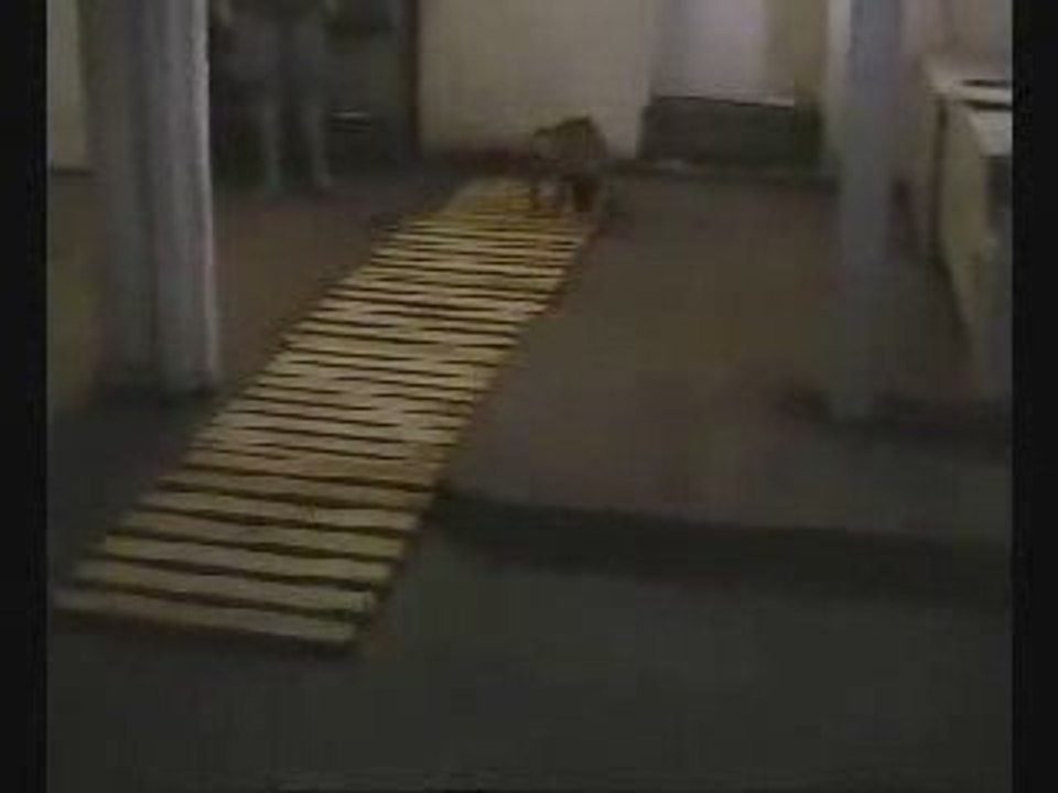 Narcotic searches with 11 week old puppy PART 2