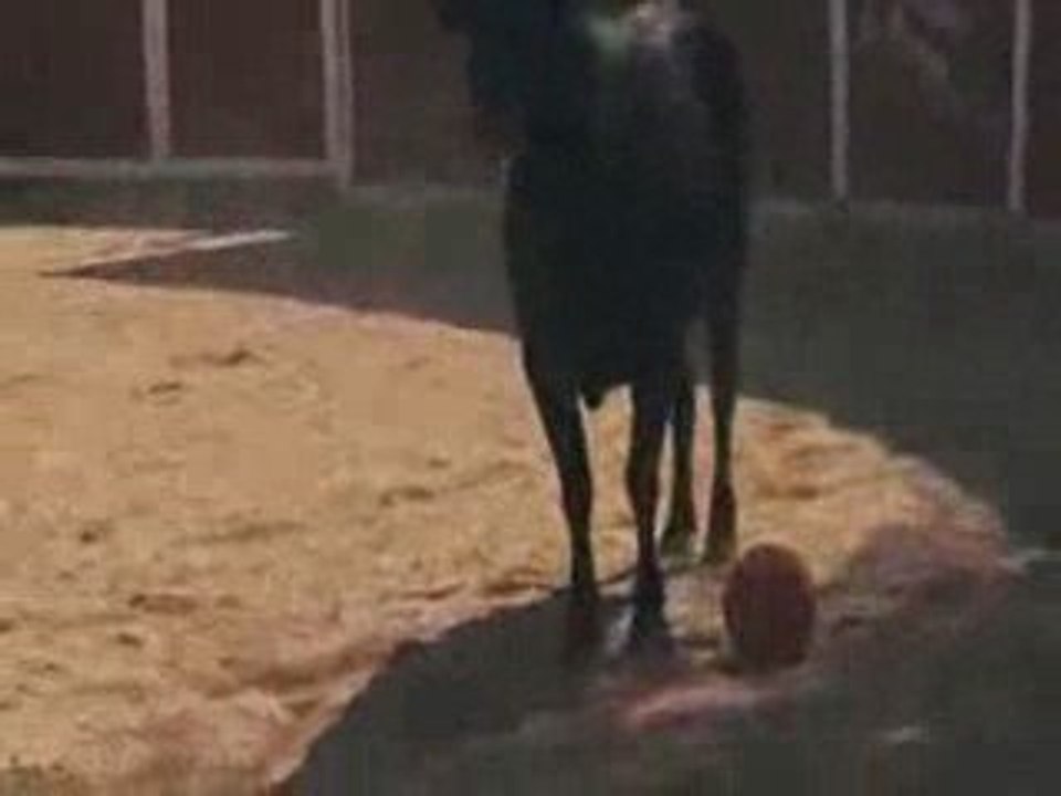 Amazing footballers jump bull
