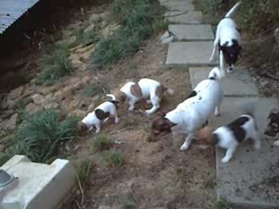 chiots videos 8 septembre 015